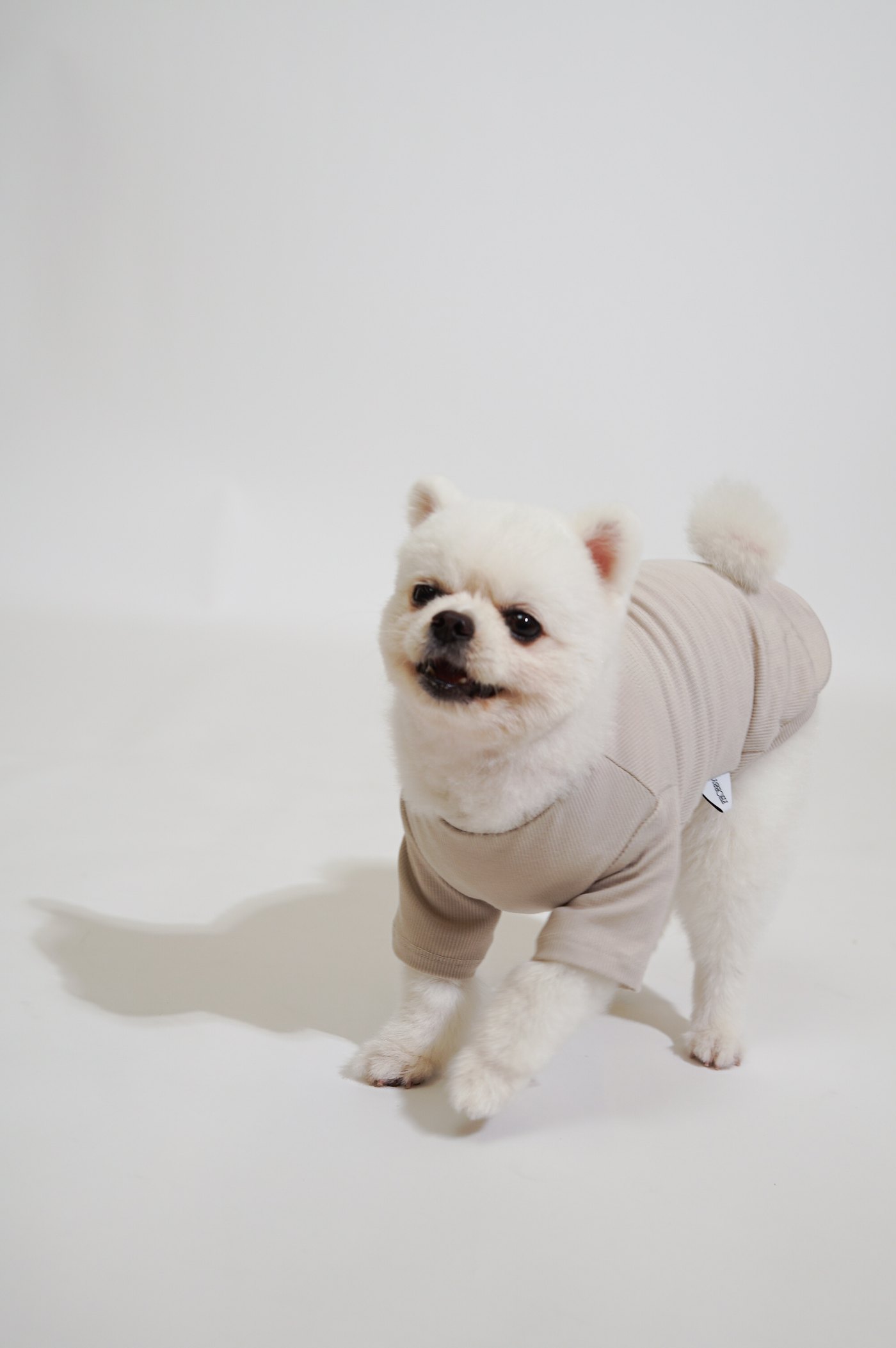 아이보리 아코디언 티를 입고 서 있는 강아지